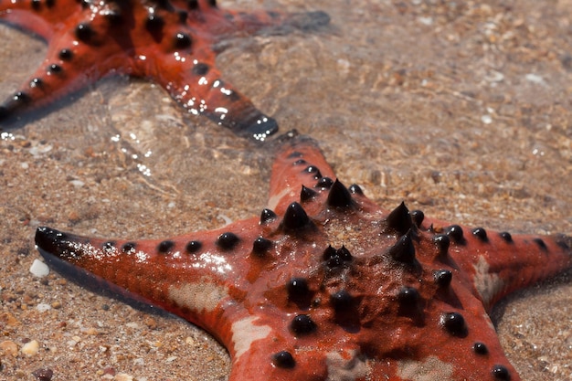 Foto prossimo piano di un granchio in mare