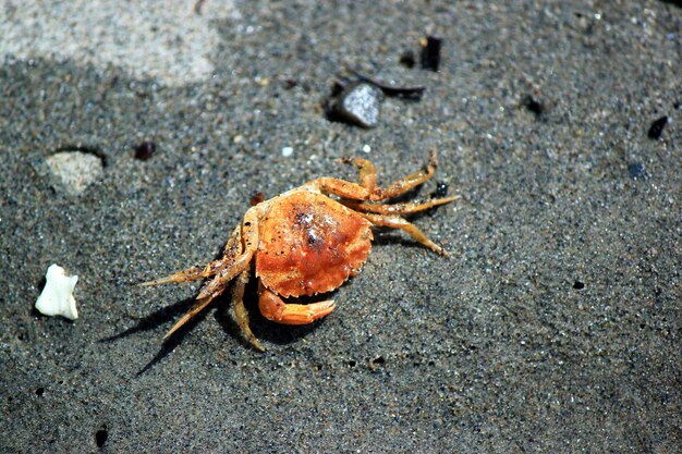 Close-up of crab on shore