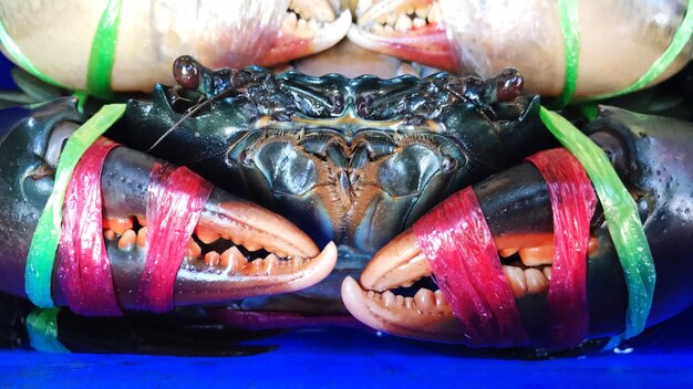 Photo close-up of crab on table