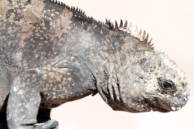 Foto close-up di un granchio su sfondo bianco