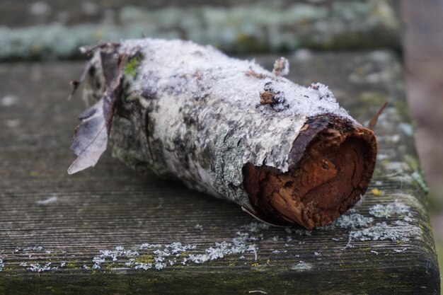 Foto close-up di un granchio sul legno vicino al fiume