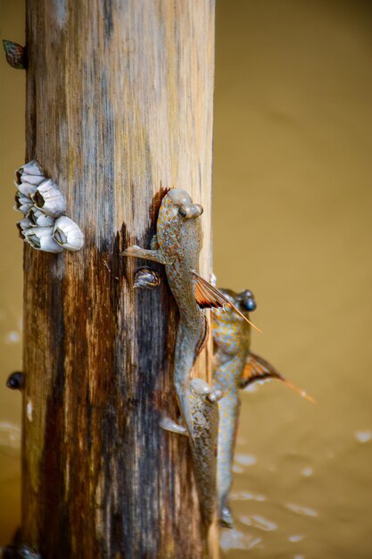 Foto close-up di un granchio su un palo di legno