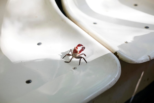 Photo close--up of a crab