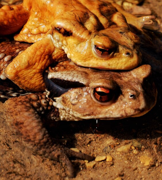 Photo close-up of crab