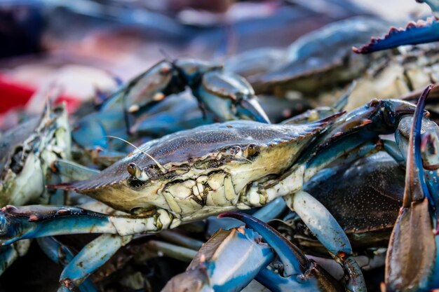 Photo close-up of crab