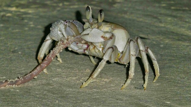Photo close-up of crab