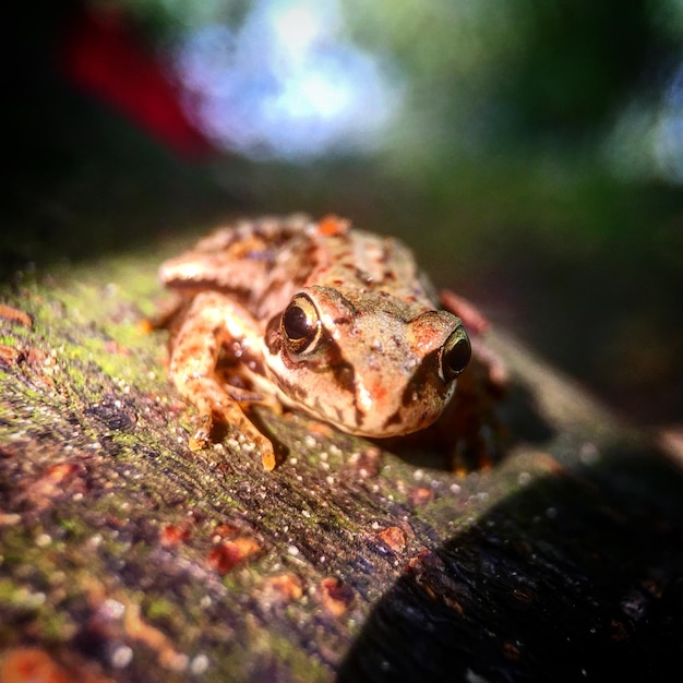 Photo close-up of crab