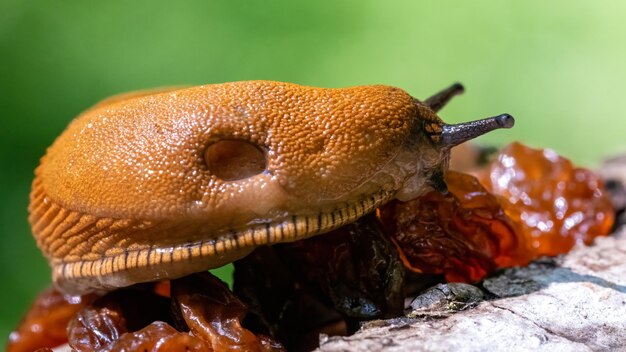 Close-up of crab