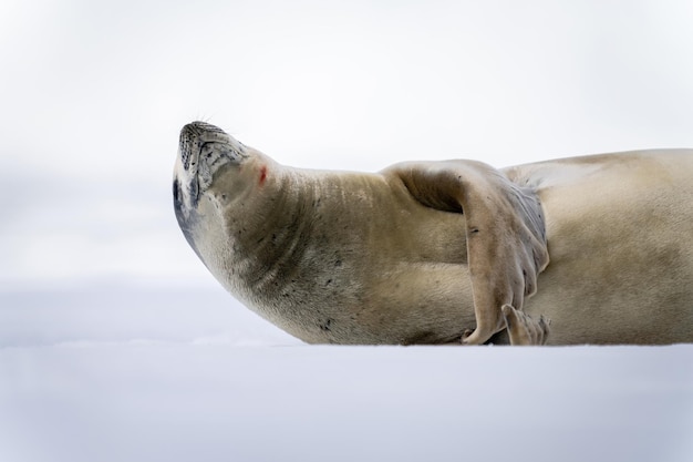 Foto prossimo piano di una foca canguro che si trova a sollevare la testa