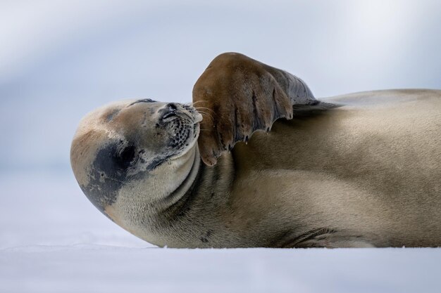 Foto prossimo piano di una foca crabifera che accarezza il collo