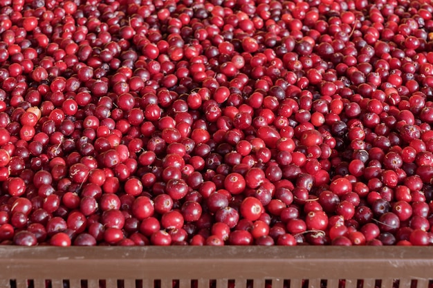 Close up of cranberries