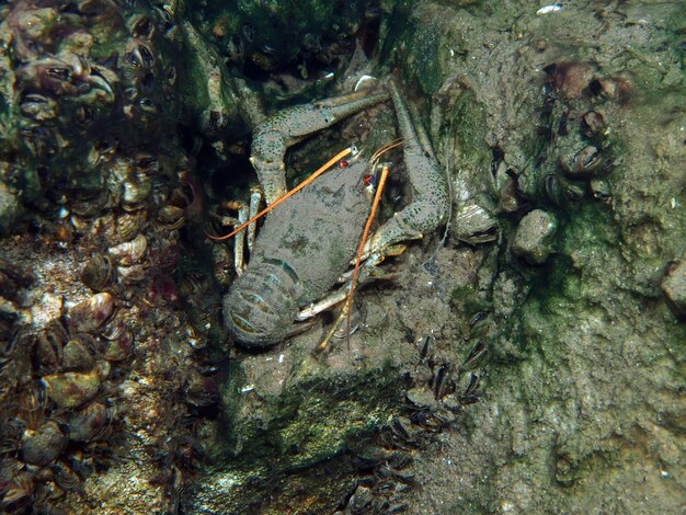 Photo close-up of crayfish in a lake