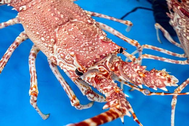 Foto prossimo piano di gamberetti in mare