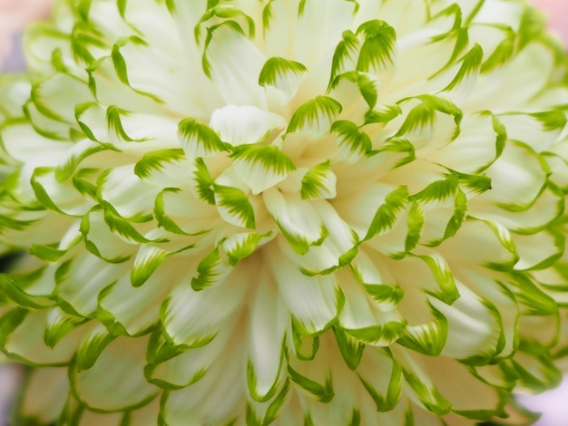 Photo close up cream and green chrysanthemum flower. flora pattern for springtime background