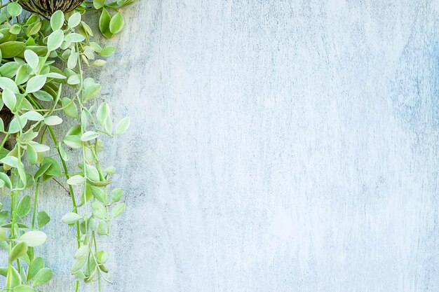 Close-up of creeper plant on wall