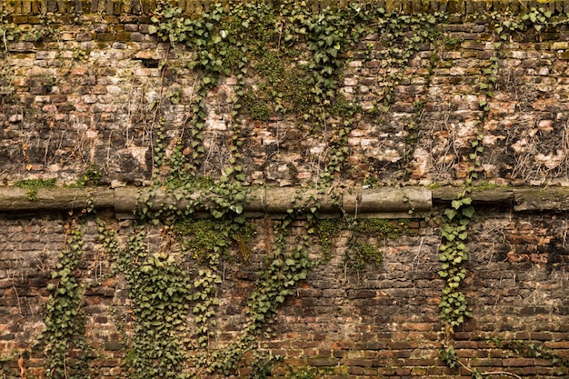 Foto close-up di creeper sul muro