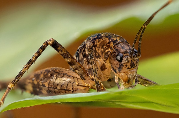 Close up of a cricket on a leaf details