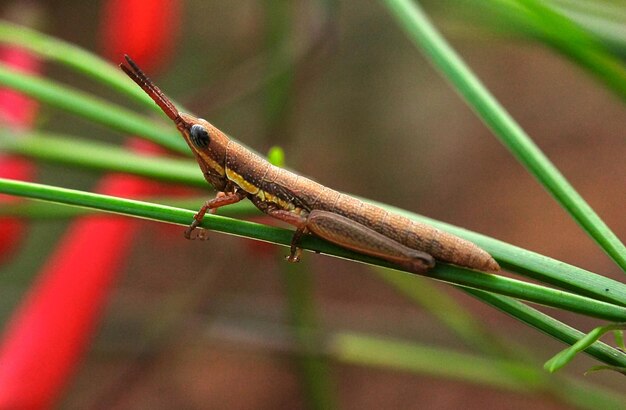 Foto close-up di un cricket sul gambo