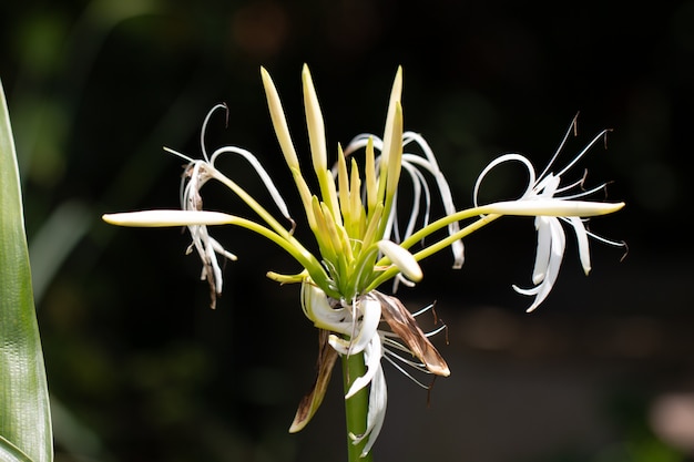 정원에서 Crinum 백합 또는 케이프 백합 꽃의 클로즈업