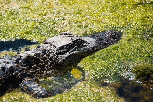 Close-up of crocodile on field