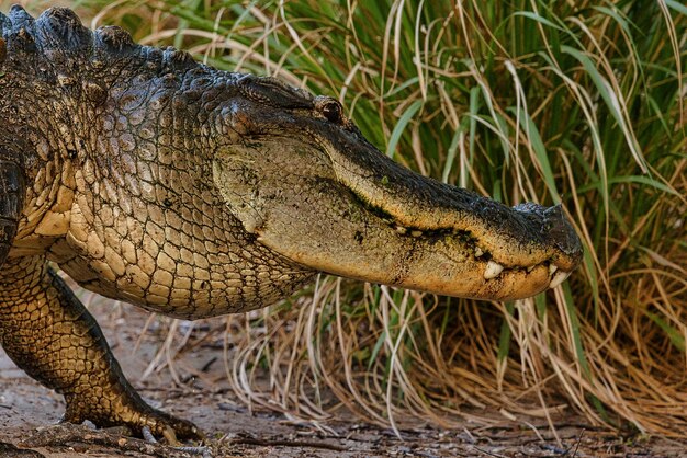 Крупный план крокодила на поле