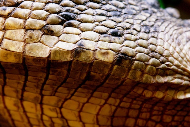 Close-up of the crocodile head and skin