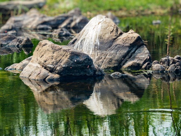 Close-up of crocodile in a lake