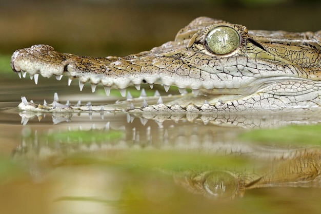 Foto prossimo piano di un coccodrillo nel lago