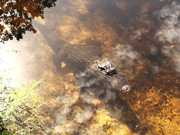 Foto prossimo piano di un coccodrillo nel lago