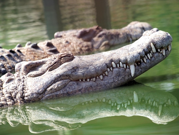 Close-up of crocodile in lake