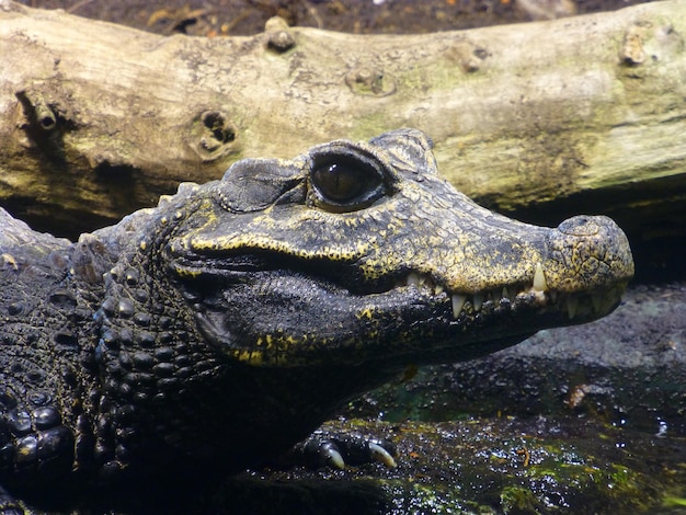 Photo close-up of crocodile in lake