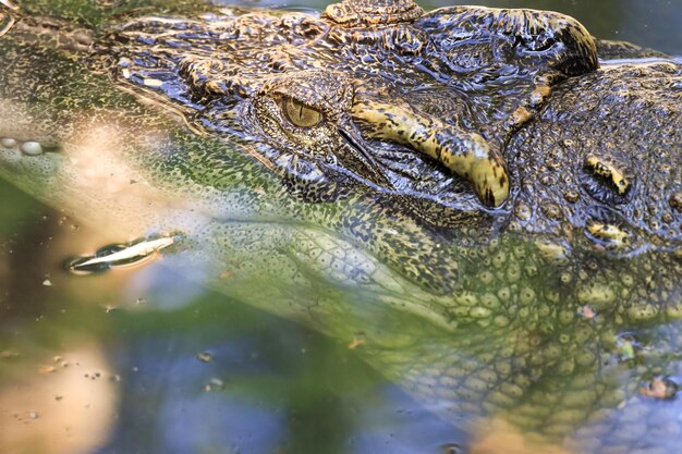 Photo close-up of crocodile in lake