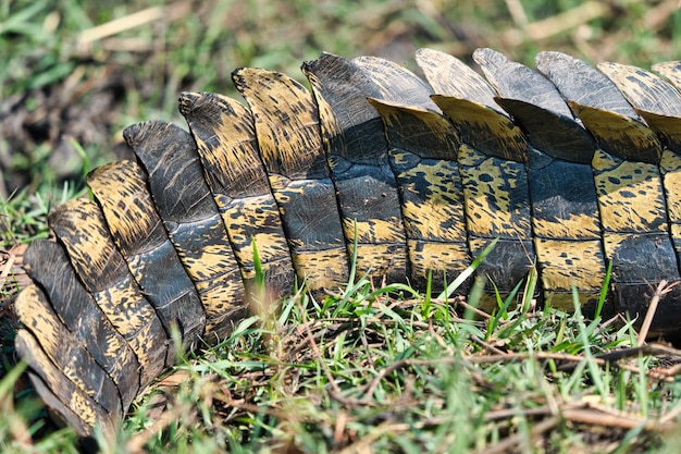 Foto prossimo piano di un coccodrillo a terra