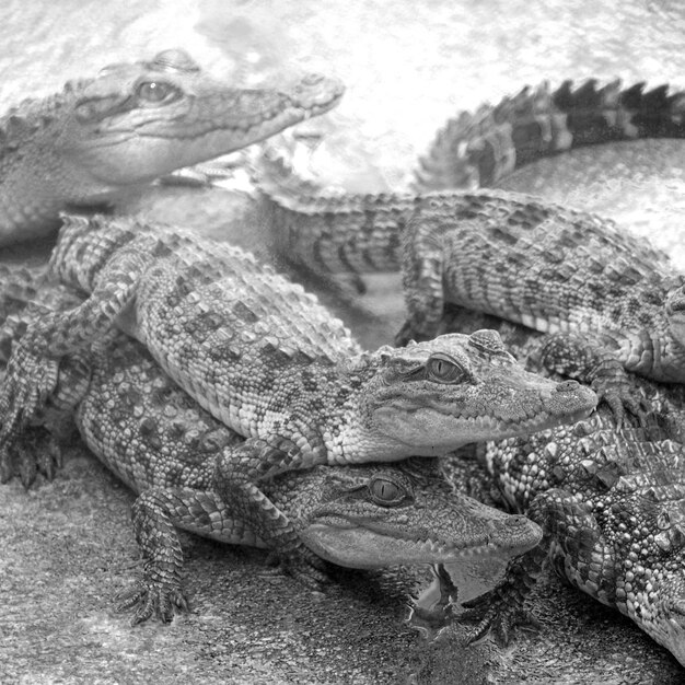 Close-up of crocodile in sea