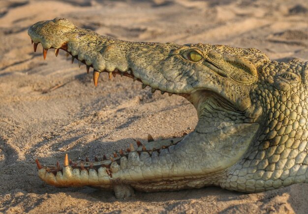 Photo close-up of crocodile on shore