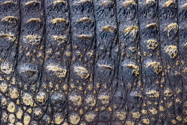 Close up crocodile skin background texture