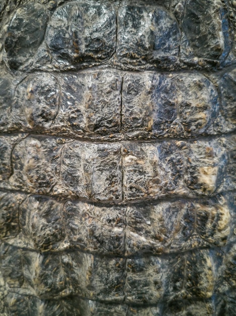 A close up of a crocodile skin with the texture of the skin.