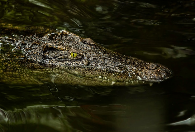 Photo close-up of crocodile swimming in lake