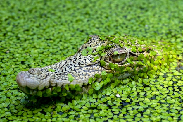 Close-up of crocodile in water