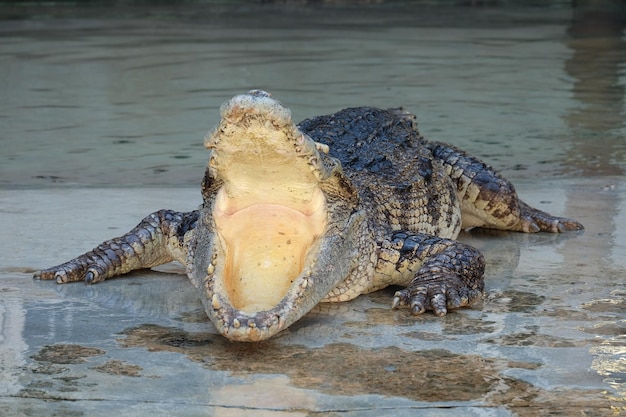 Close-up of crocodile in water