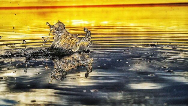 Foto prossimo piano di un coccodrillo in acqua