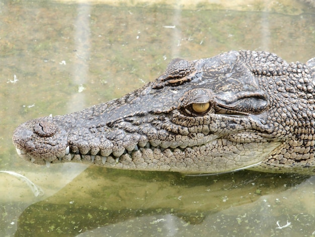 Foto prossimo piano di un coccodrillo in acqua