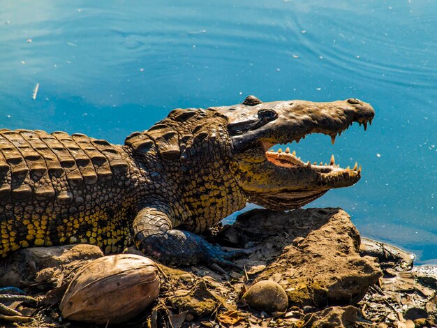 Photo close-up of crocodile in water