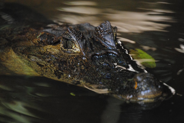 Photo close up of a crocodile in water