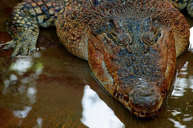 Photo close-up of crocodile in water