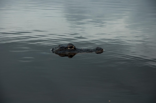 Close-up of crocodile in water