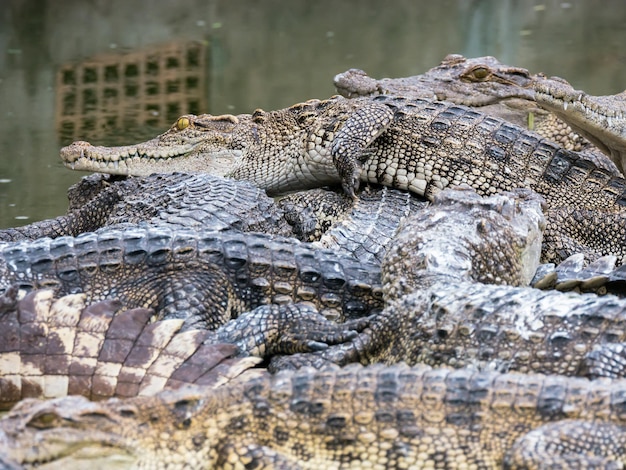 Close-up of crocodile in water