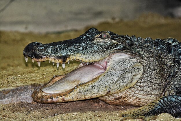 Photo close-up of crocodile