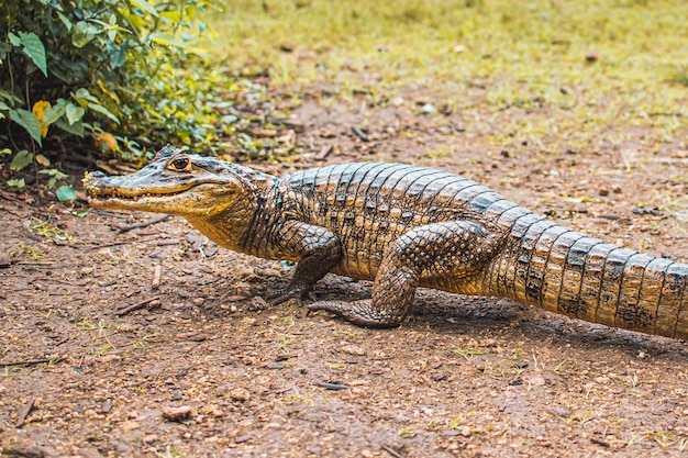 Close-up of crocodile