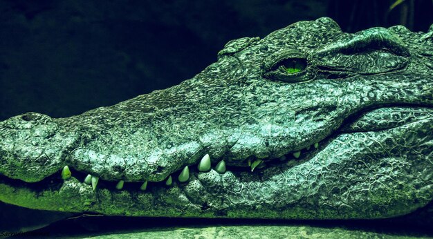 Photo close-up of crocodile